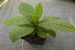 Wernonia włosista